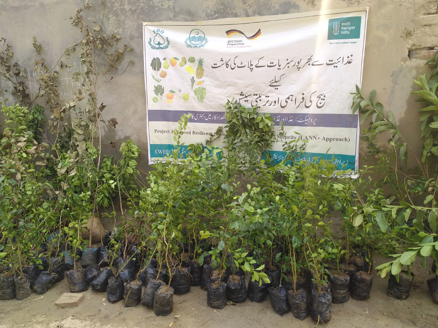 Plants to be distributed to community members at UC Chak Farazi, Muzaffargarh District
